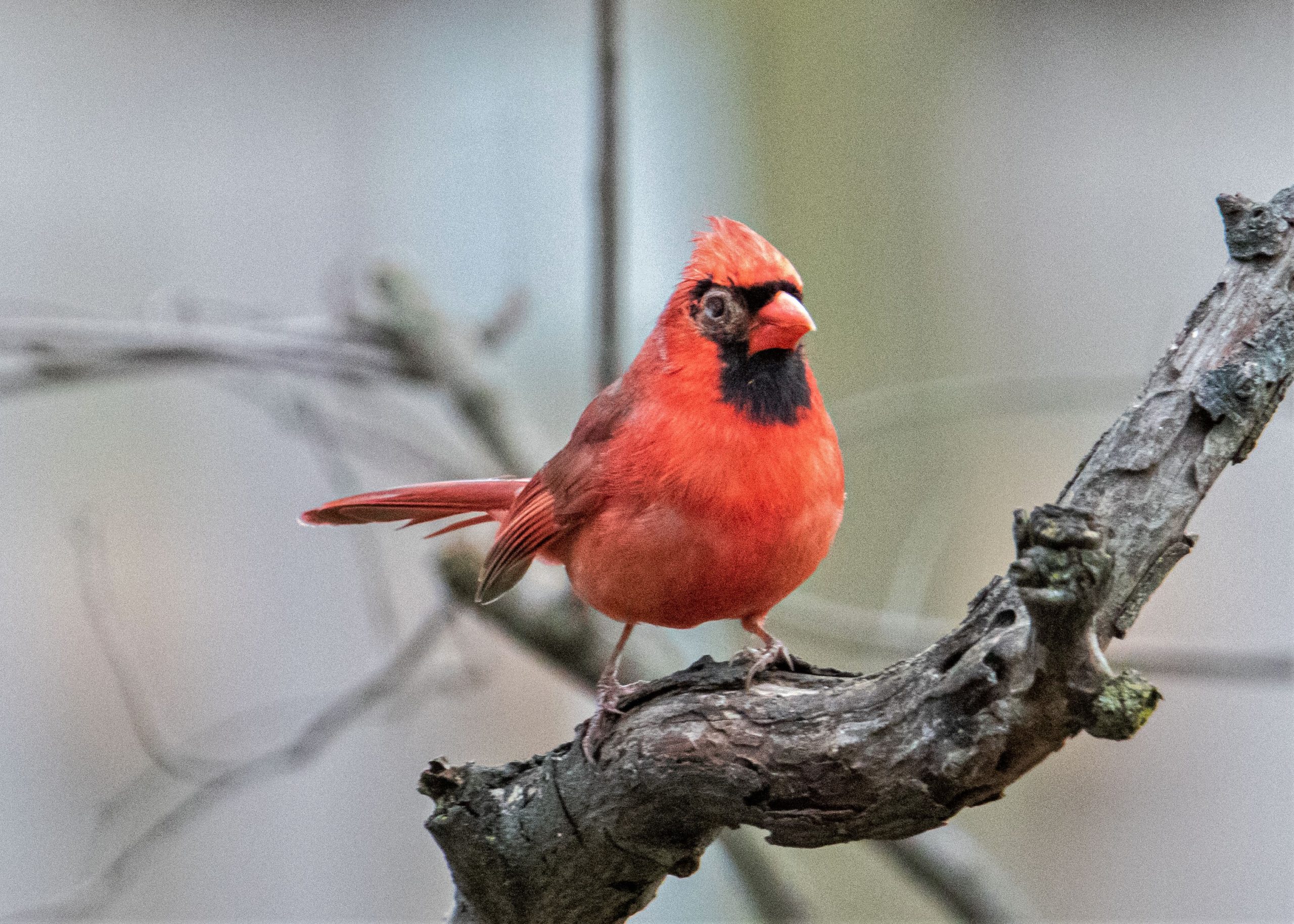 Sick Northern Cardinal